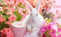 Frühjahr Hare Foto